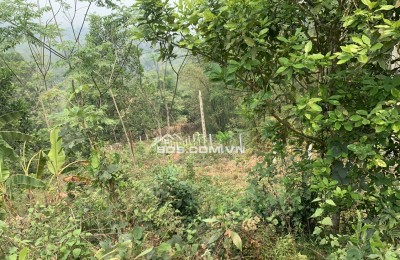 Cần bán gấp 4000m đất trong đó 400m thổ cư,còn lại là đất vườn trồng cây tại Mai Châu,HOà Bình